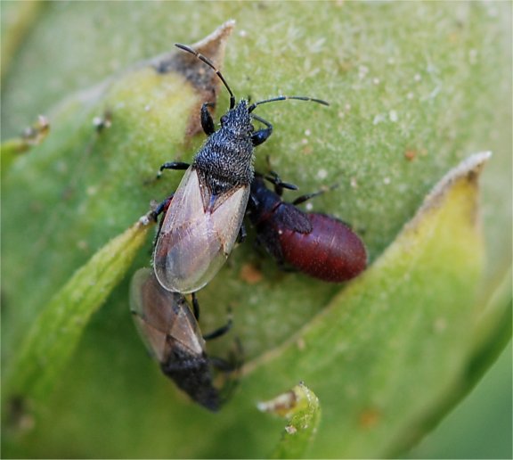 Oxycarenus hyalinipennis